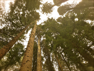 http://widowsvoice.com/wp-content/uploads/2012/02/redwoods.jpg