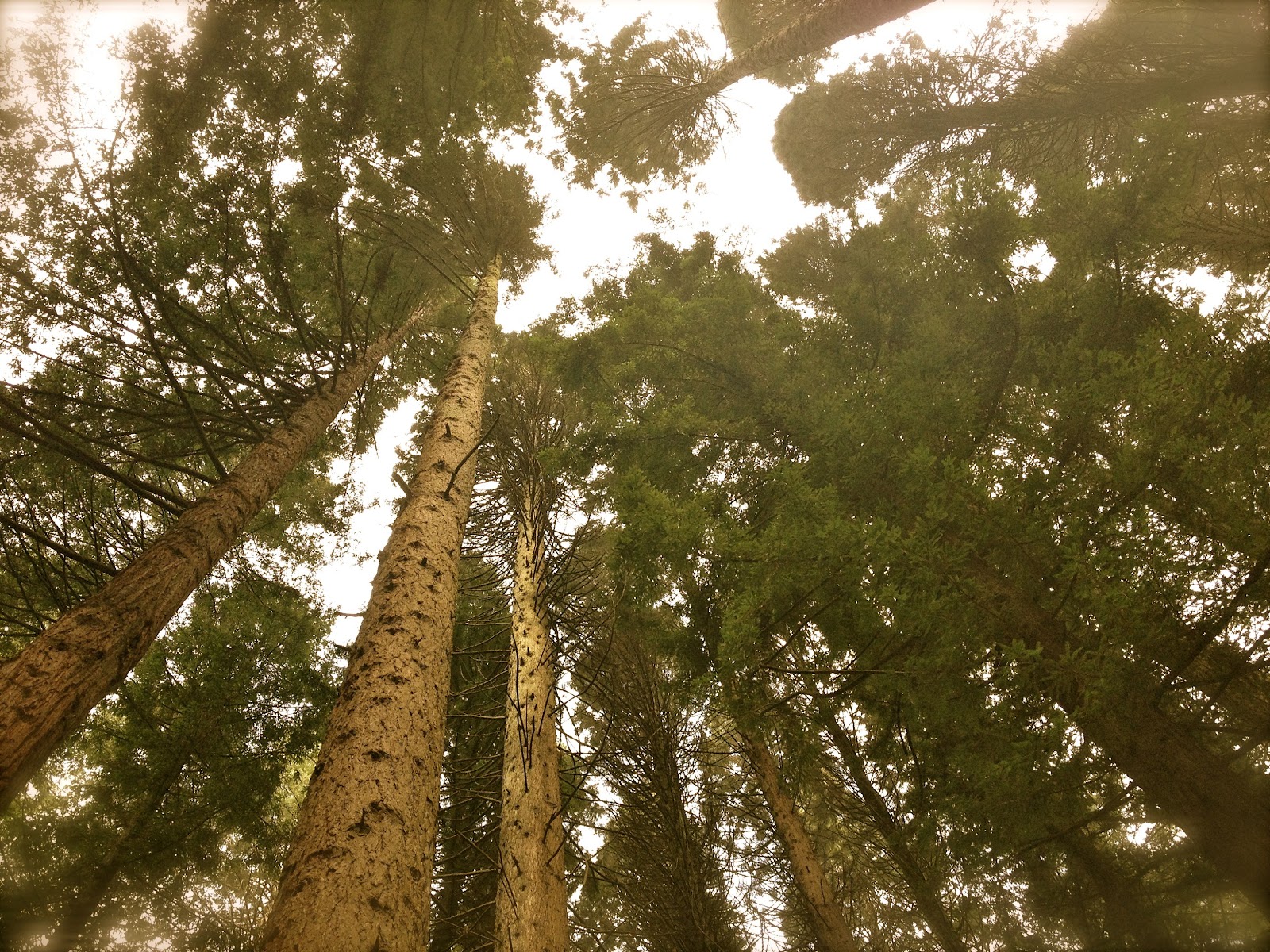 http://widowsvoice.com/wp-content/uploads/2013/09/redwoods.jpg