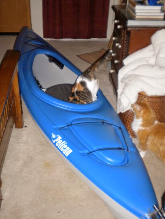 My kitties back in 2011 checking out the new kayak.