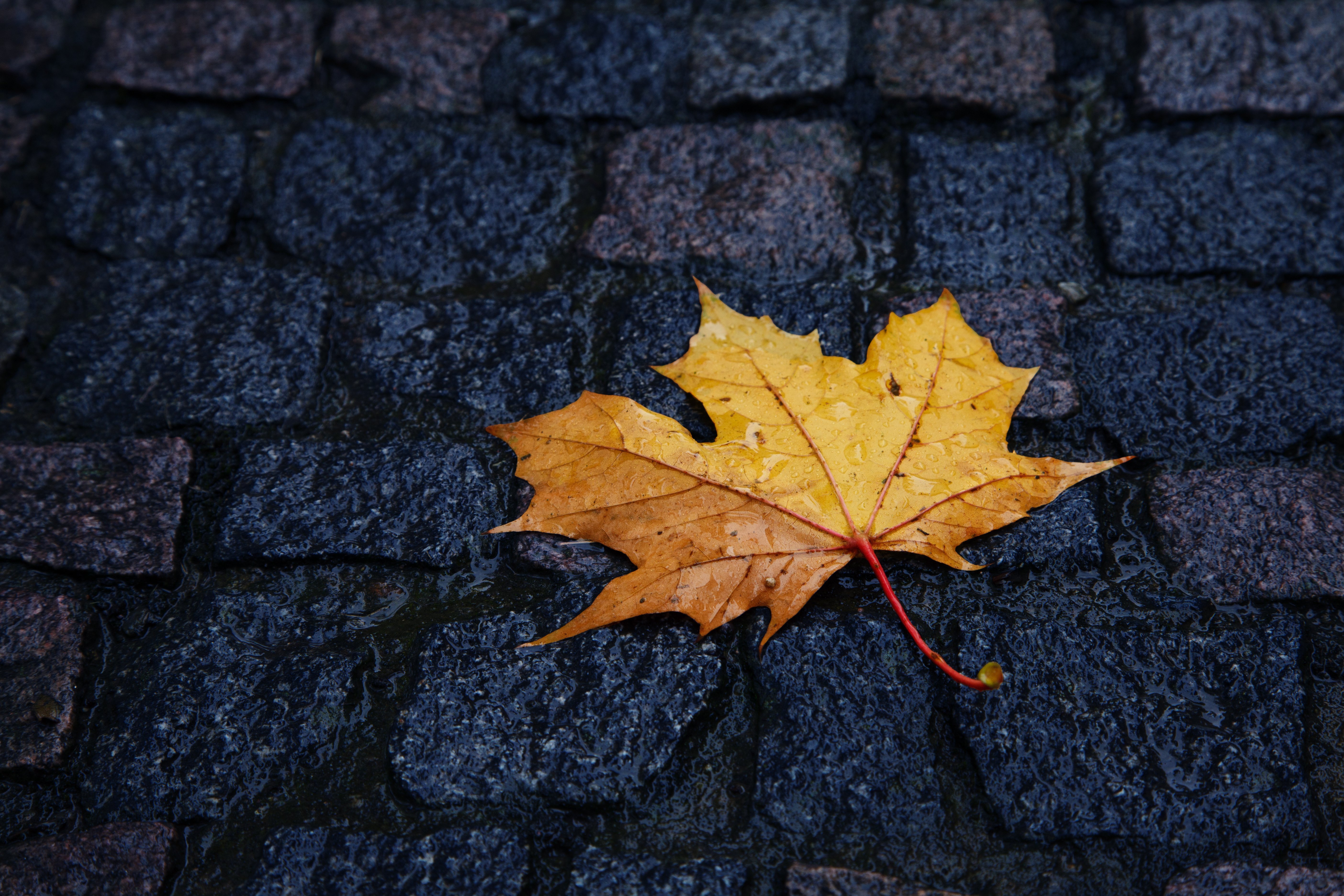 http://widowsvoice.com/wp-content/uploads/2015/09/autumn-yellow-leaf-lies-paving-rain.jpg