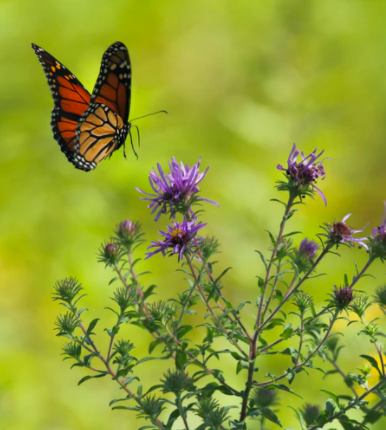 Red-Orange butterfly cruising over purple plants