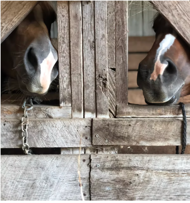 two horse muzzles each showing through a barn window opening