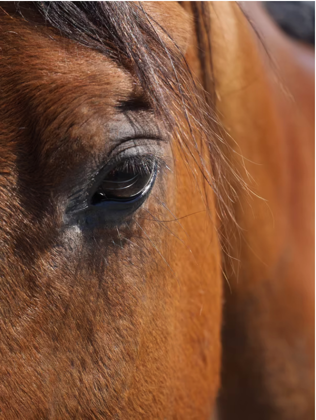close up on horse eye