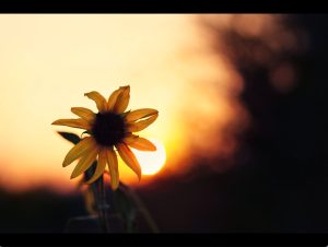 wild sunflower heated by the sun