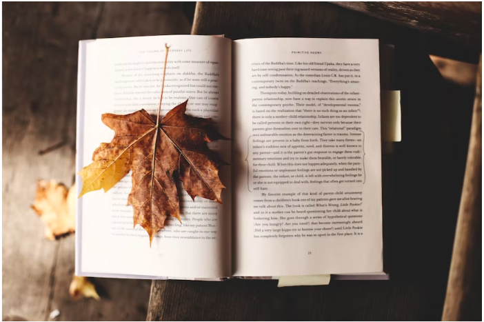 dry fall leaf on open book