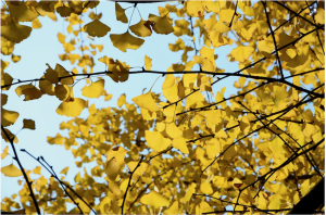 Golden ginkgo tree leaves.