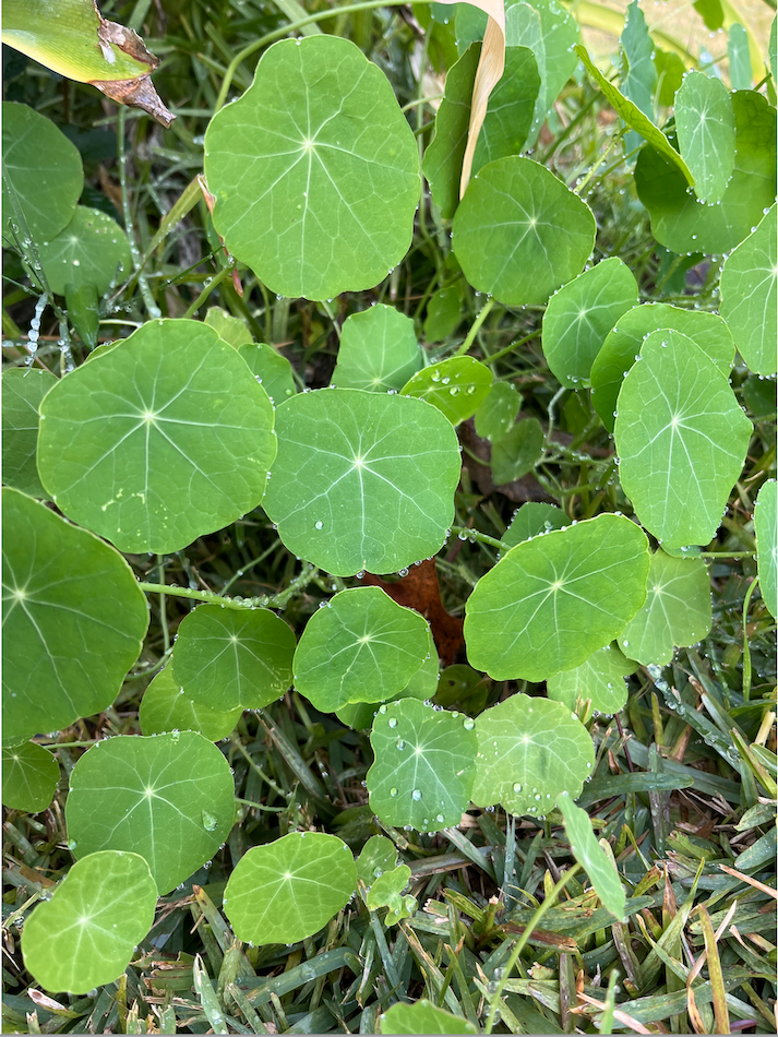 many nasturtium leaves