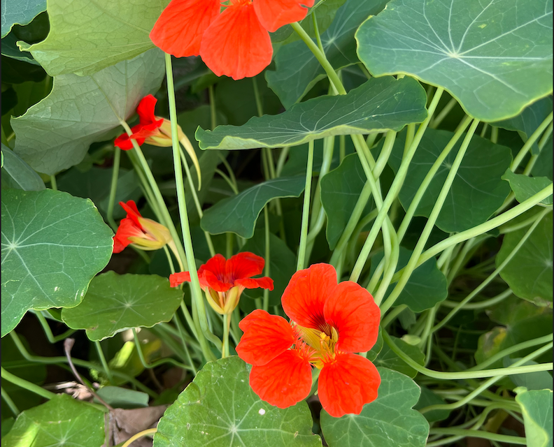 Revisiting a Story by the Nasturtiums