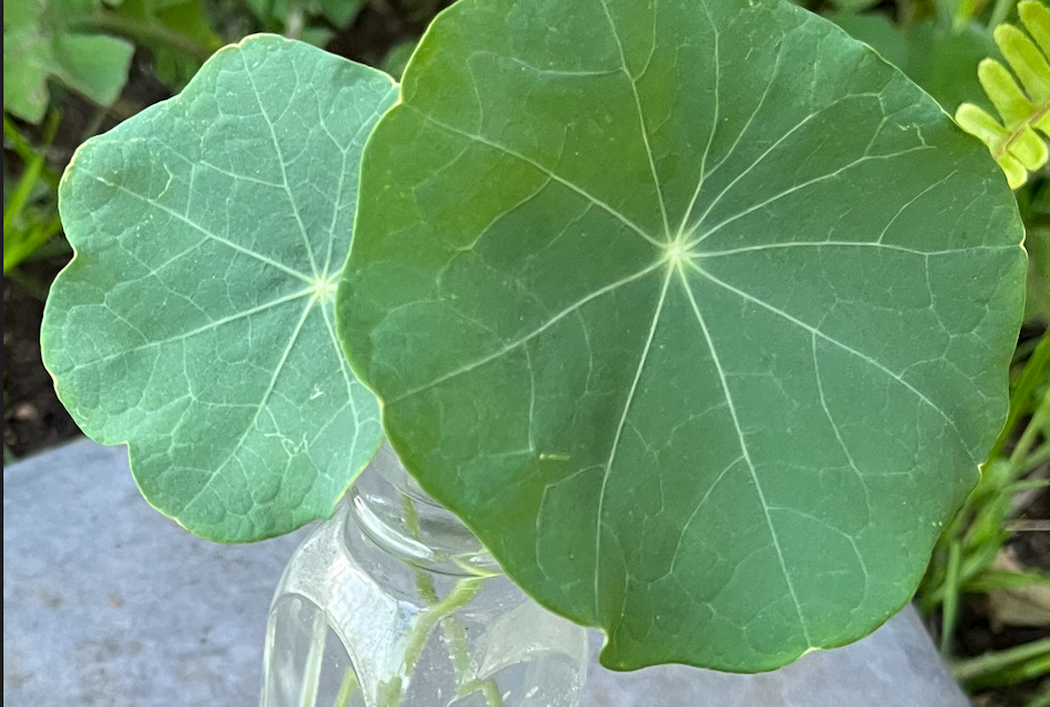 two nasturtium leaves in a tiny vase of water
