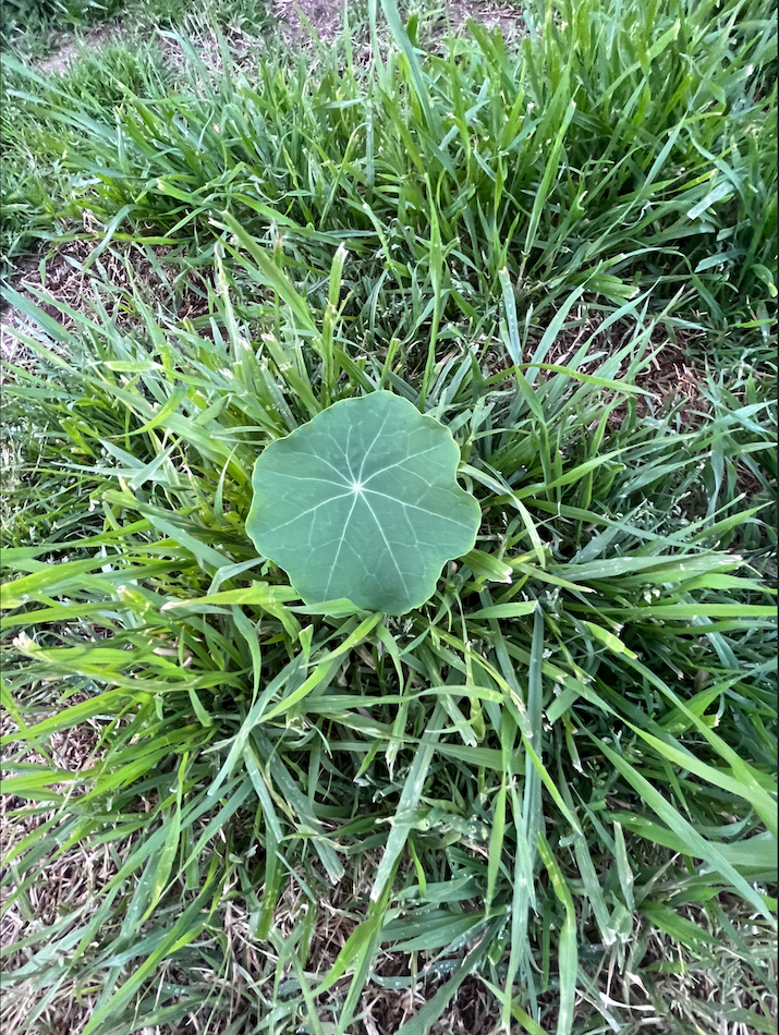 a single nasturtium in overgrown grass