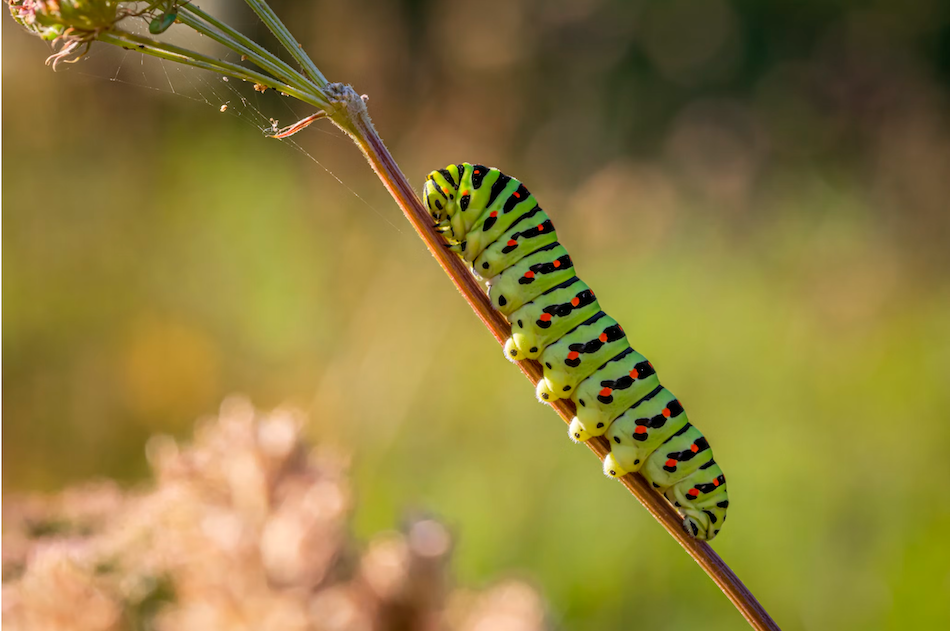 green caterpillar with red stripes crawling up a branch