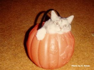 a vintage 1980s photo of a gray and white kitty inside a plastic Halloween trick-or-treat pumpkin