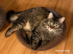 A fluffy, brown Maine Coon mix cat lays on a wool cat bad setting on a bamboo floor