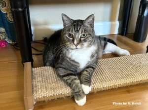 A beautiful gray tabby cat with white chest and paws and one amber colored eye and one green eye lays on a cat scratcher
