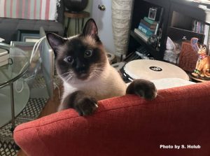 A curious Siamese cat is leaning over an orange chair and looking into the camera