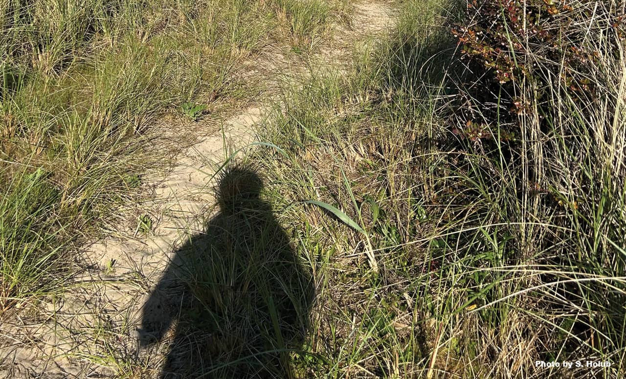A photo of the shadow of a person on a sandy path with tall beach grass