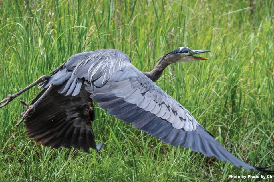 A blue heron takes flight among tall grasses