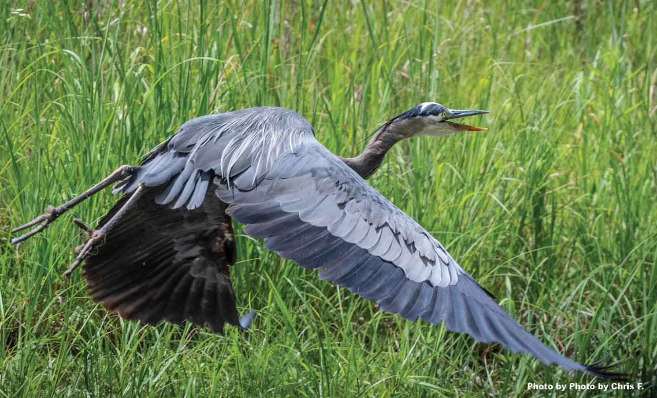 A blue heron takes flight among tall grasses