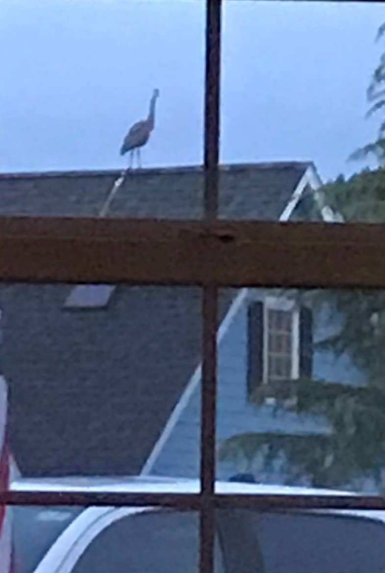 A slightly blurry photo of a blue heron standing on top of a residential roof.