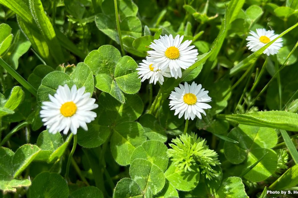 mini white daisies with bright green clover