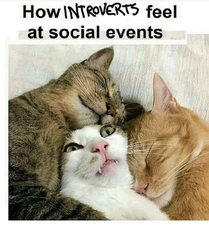How introverts feel at social events - two cats squish the face of another cat between them