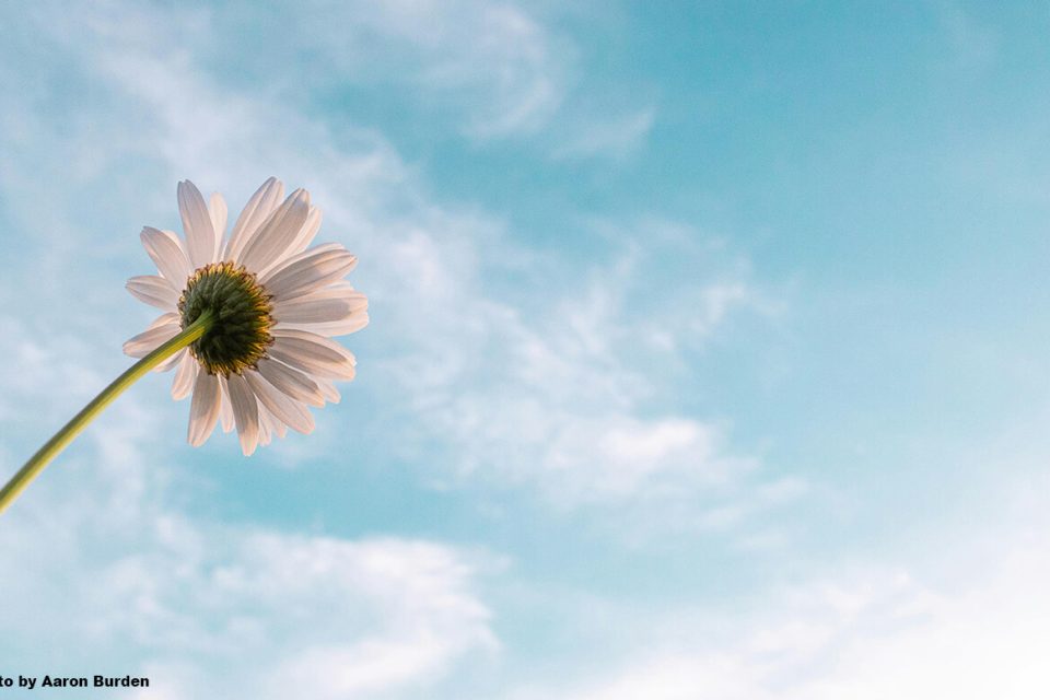 Other Widowed Perspectives