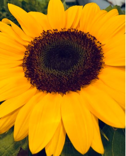 giant sunflower
