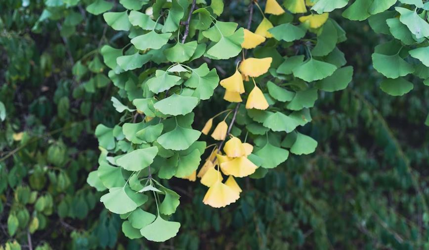 Ginkgo tree with mostly green leaves and a few gold ones.