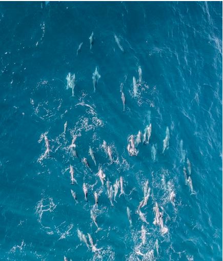 Herd of common dolphins