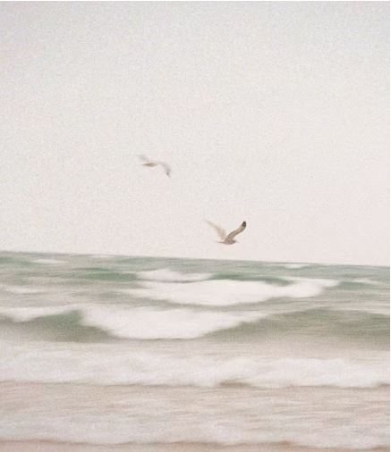 Sea gulls over ocean.