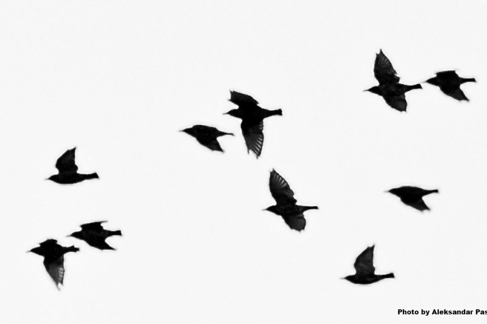 a flock of birds