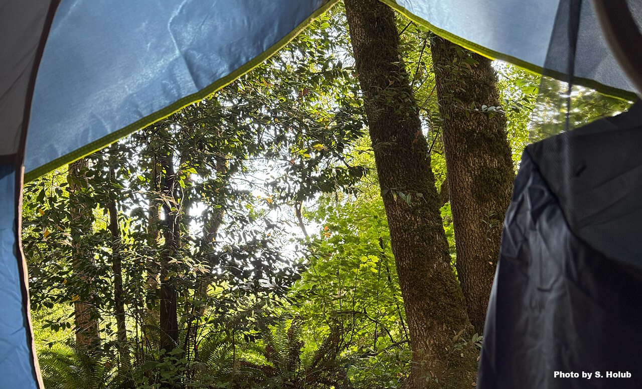 The view looking out the open door of a tent to trees at a campground