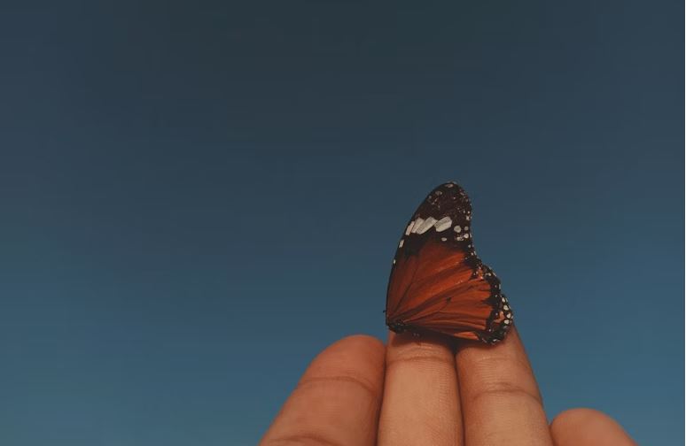 Tiny Monarch butterfly on the tips of someone's fingers.