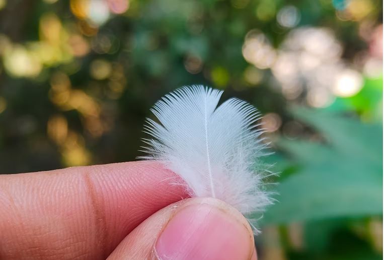 Feather held in two fingers carefully.