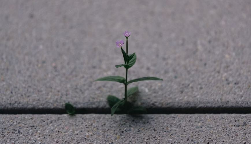 Flower growing in the crack of a concrete sidewalk.
