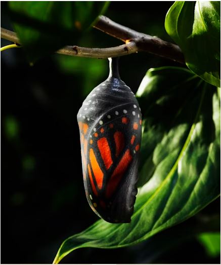 A chrysalis awaits its opening but hints at it completion thru a see-through shell.