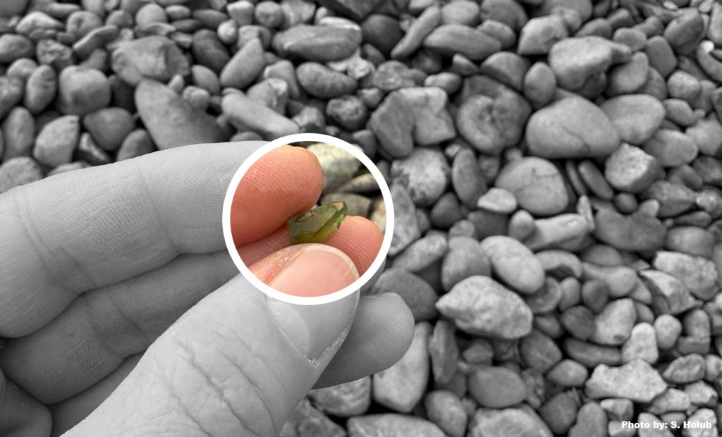 fingers and thumb holding small green glass shard