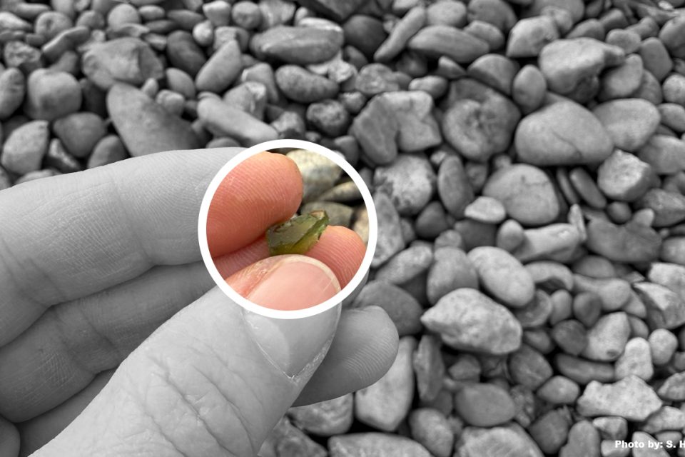 fingers and thumb holding small green glass shard