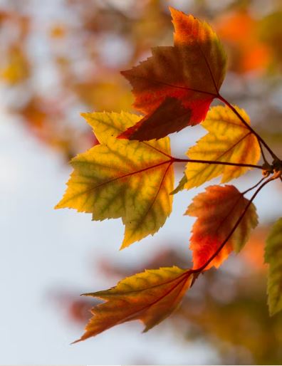 Gold, green, and red fall leaves on a branch.
