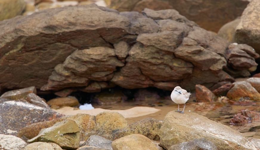 Bird, rock, and water persist.