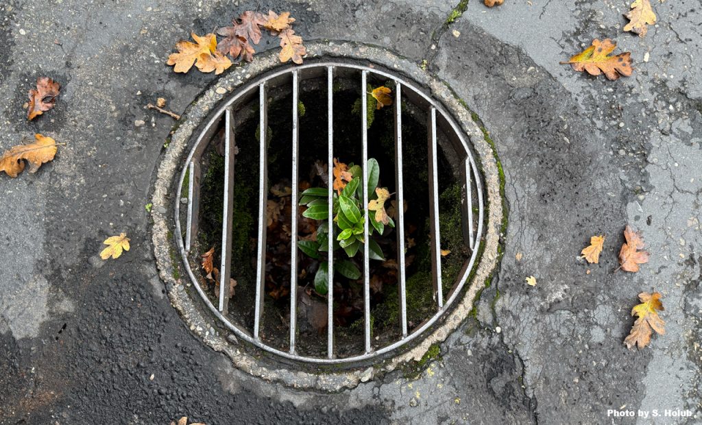 a round drain grate with a green plant growing up out of the drain