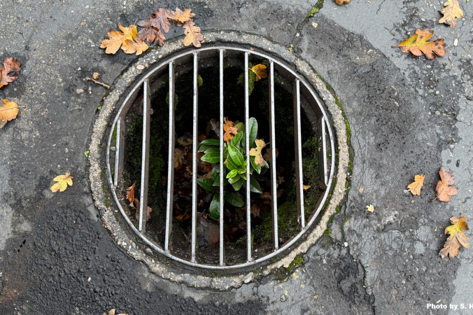 a round drain grate with a green plant growing up out of the drain
