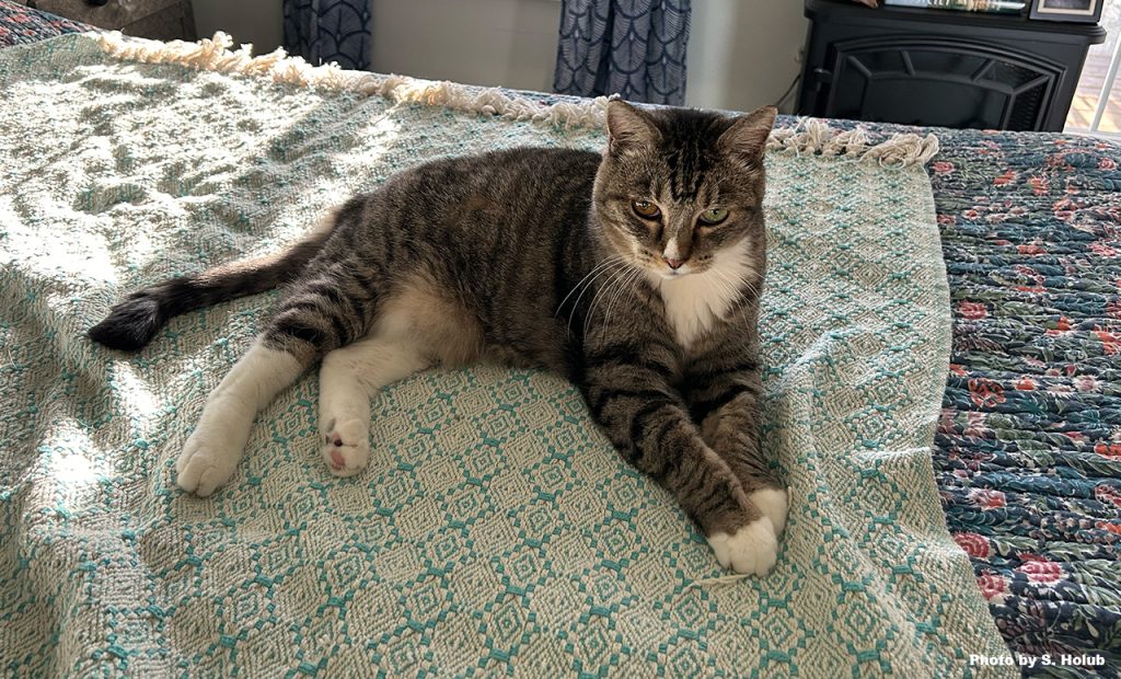 A gray tabby cat with white chest and feet lays on a bed