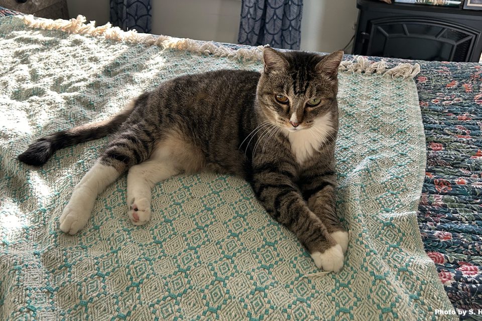 A gray tabby cat with white chest and feet lays on a bed