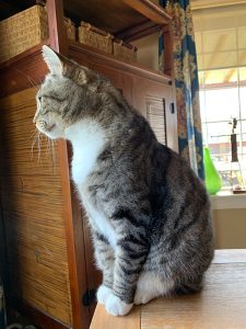 A gray tabby with white chest and paws gazes out a window.