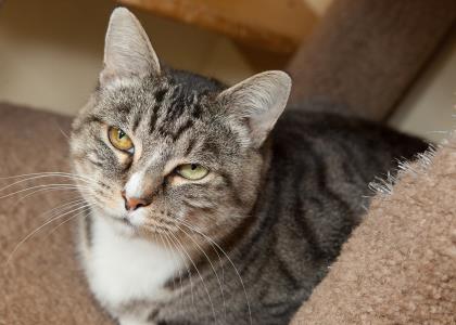A gray tabby kitty with a white chest and two different colored eyes