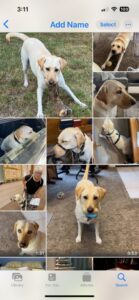Dog photos xo