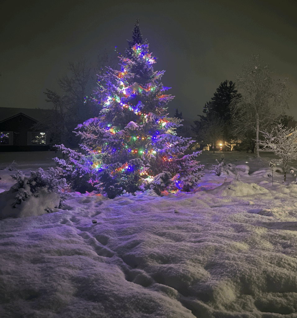 pine tree with colored lights in the snow