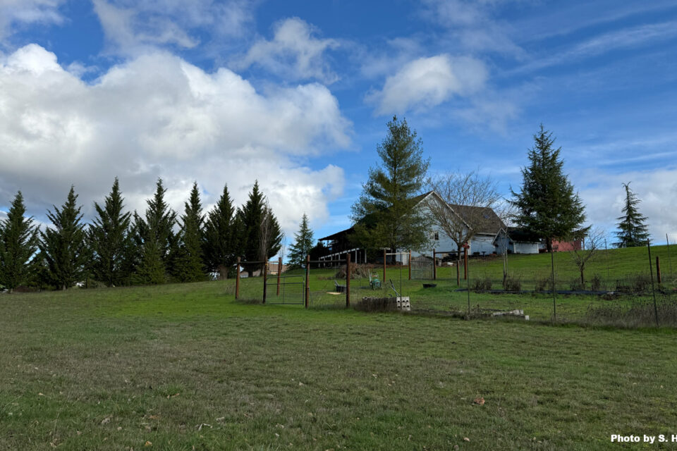 A view of a sloping meadow with a gated garden space, a blue house and pine trees