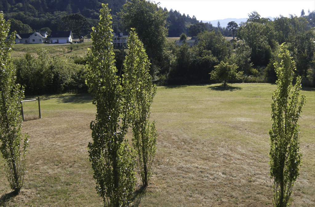 A photo of a field with poplar trees
